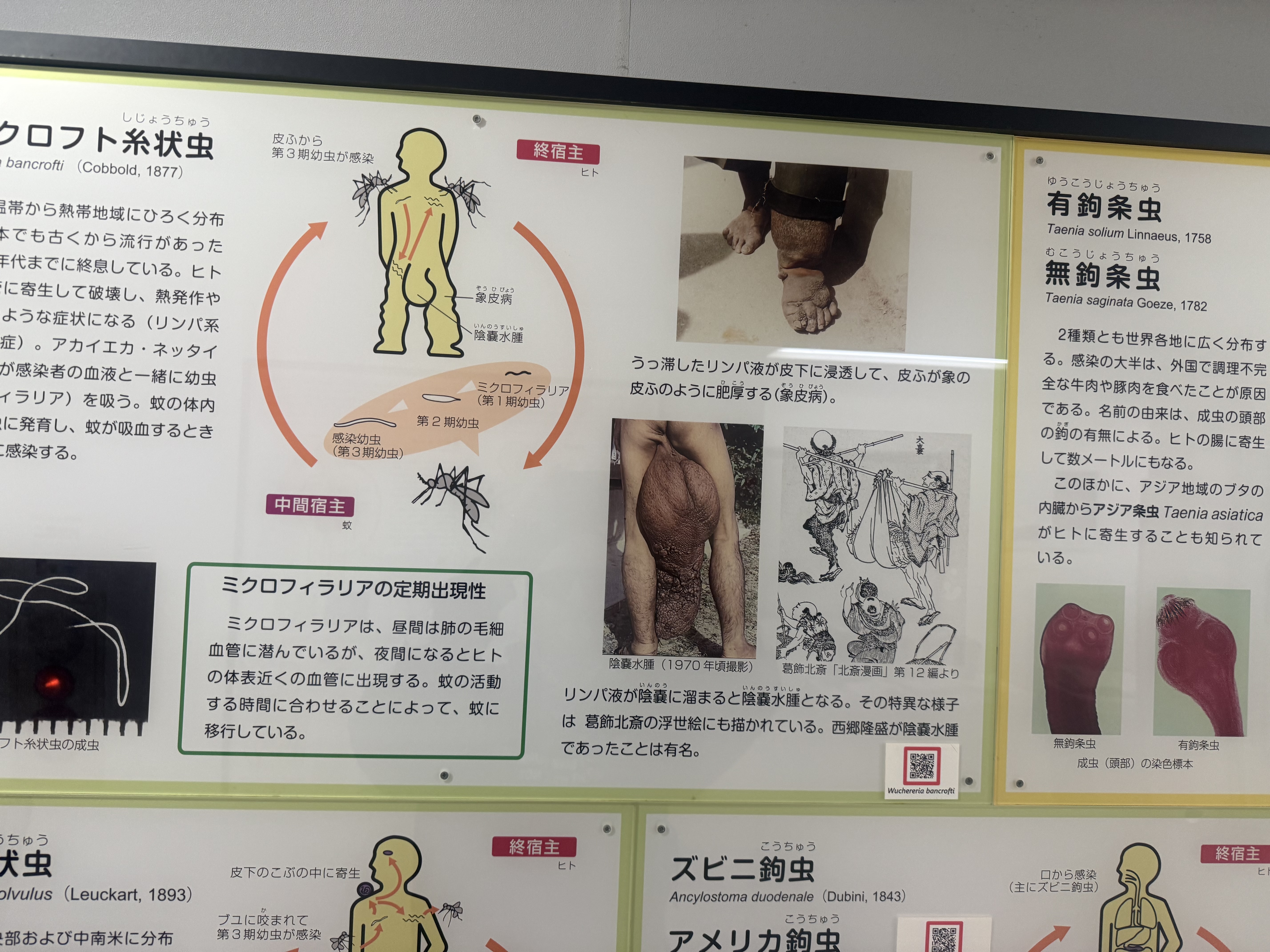 Parasites